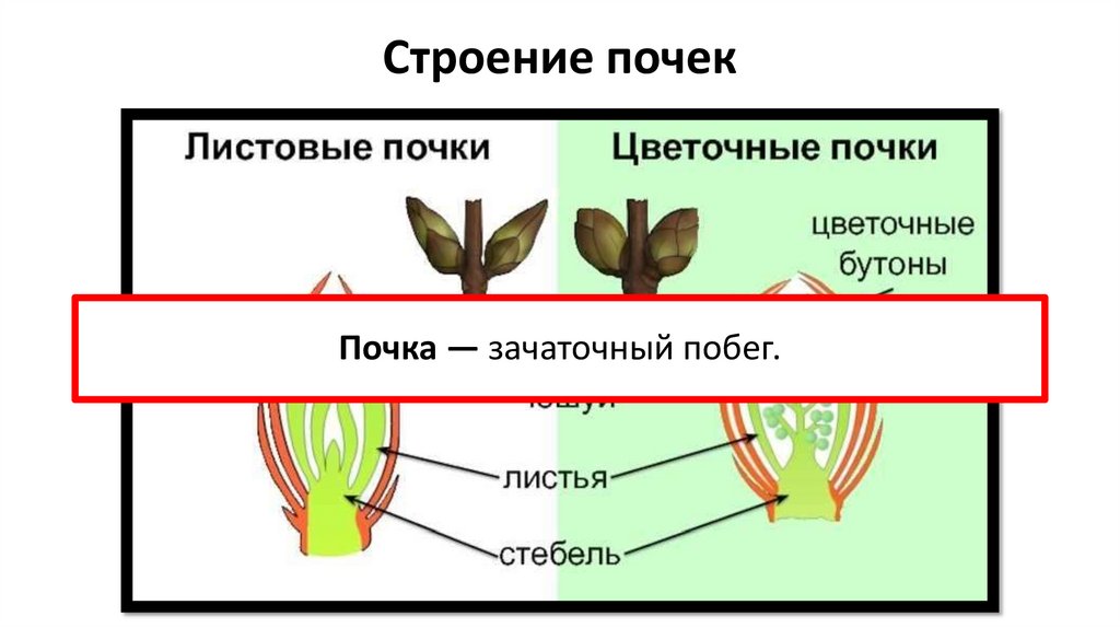 Строение почек