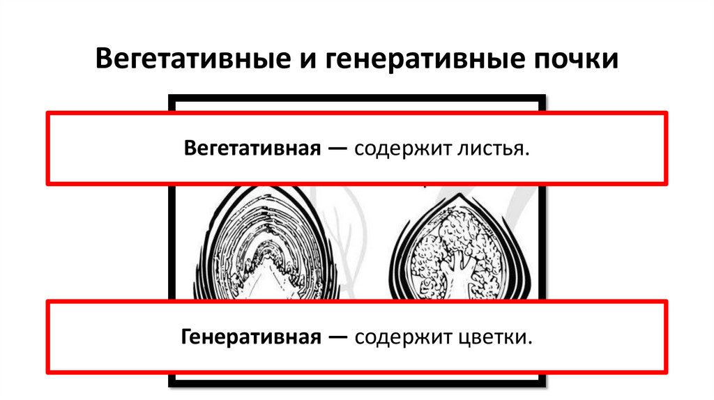 Вегетативные и генеративные почки