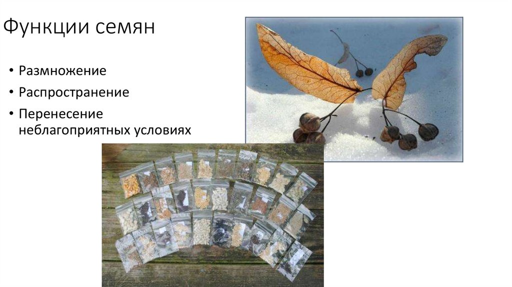 Функции семян