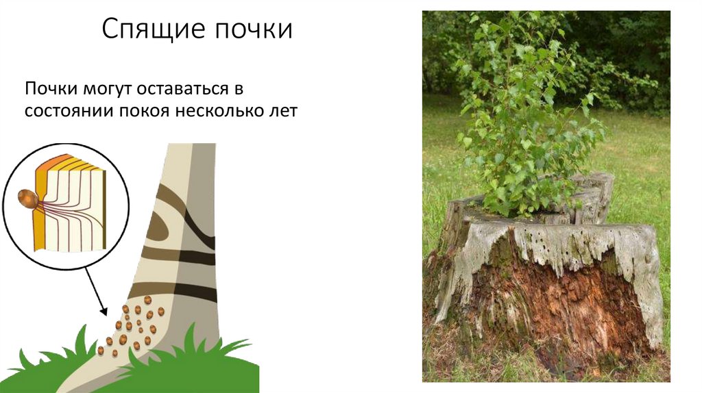 Спящие почки