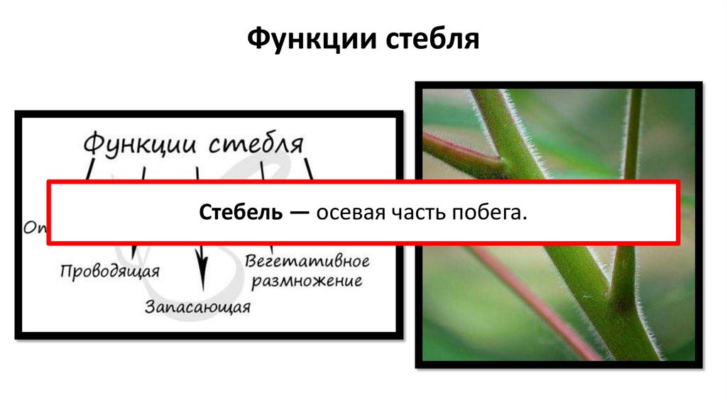 Функции стебля