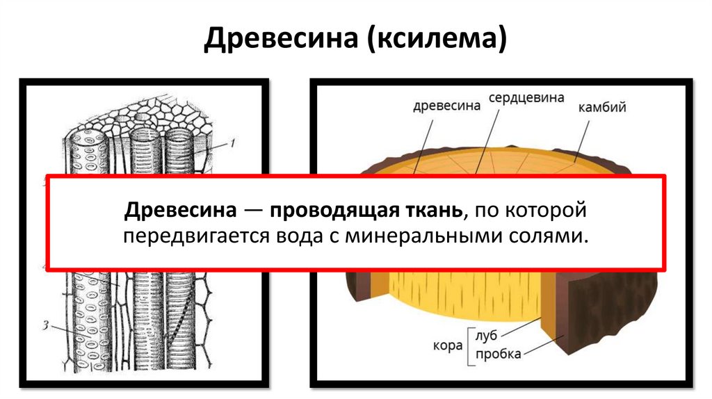 Древесина (ксилема)