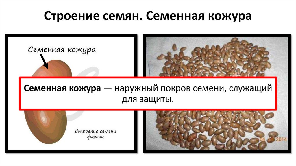 Строение семян. Семенная кожура
