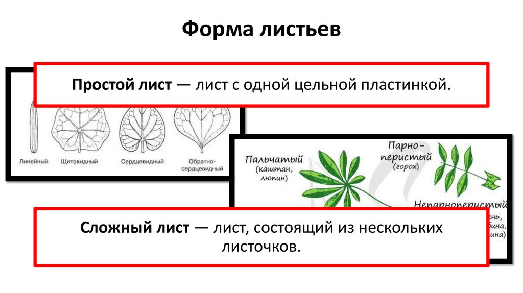 Форма листьев