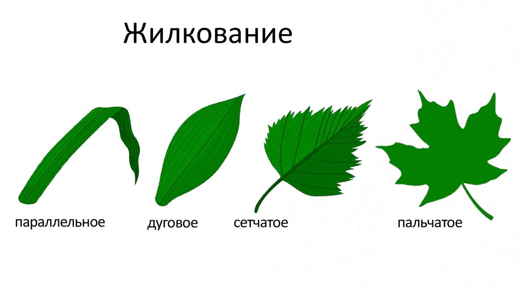 Жилкование