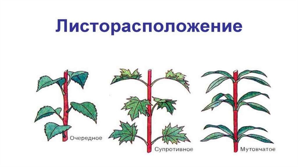 Листорасположение