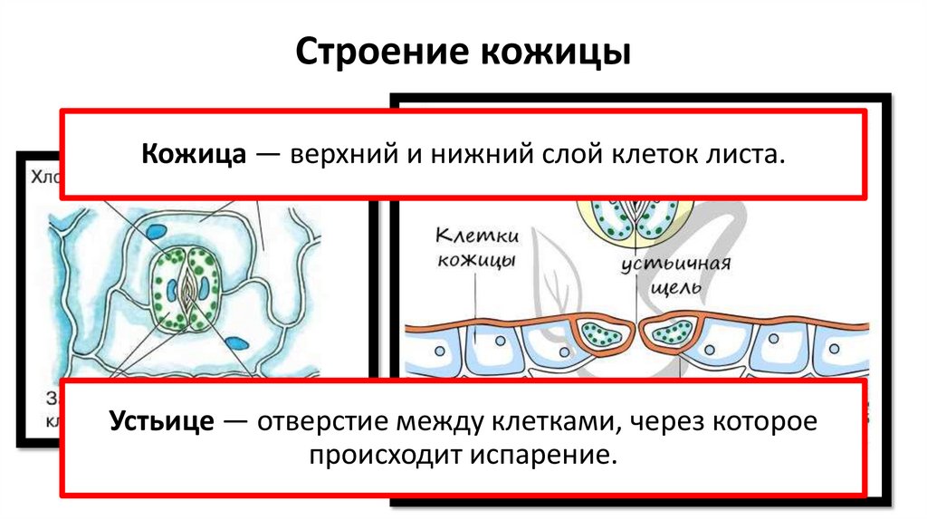 Строение кожицы