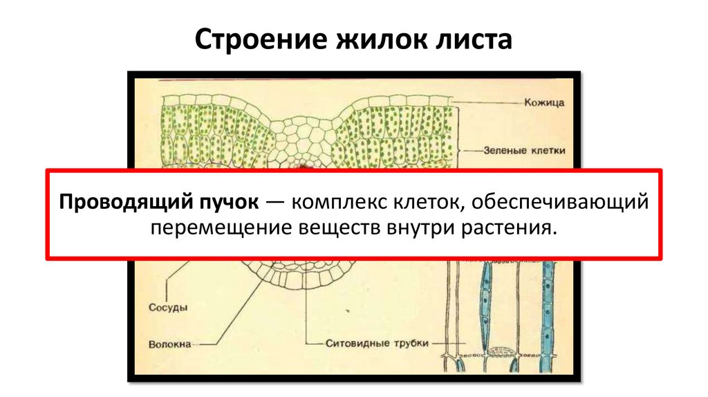 Строение жилок листа