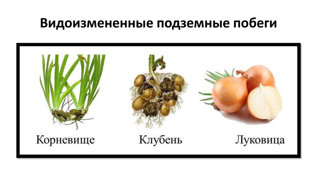 Видоизмененные подземные побеги