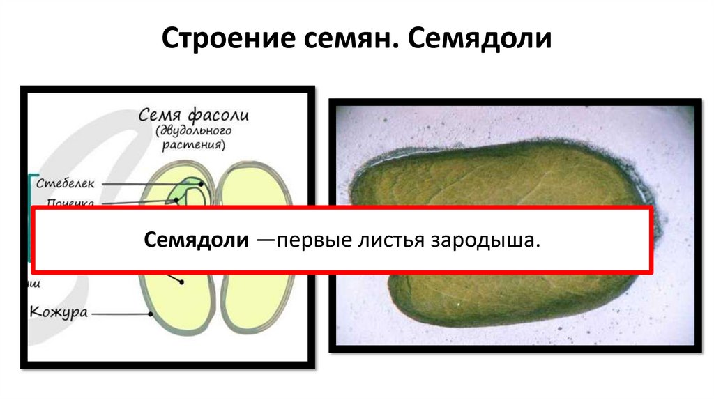 Строение семян. Семядоли