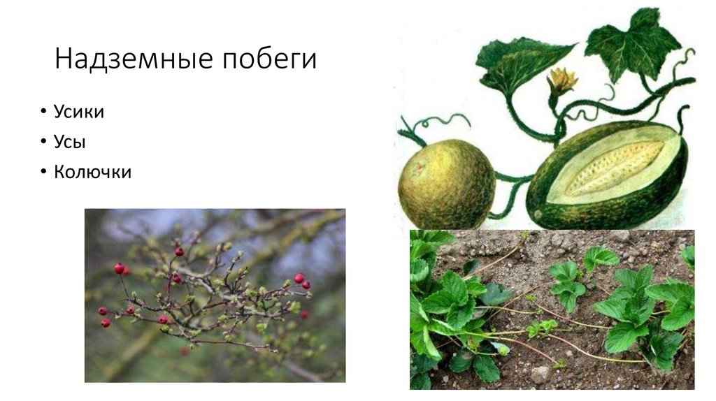 Надземные побеги