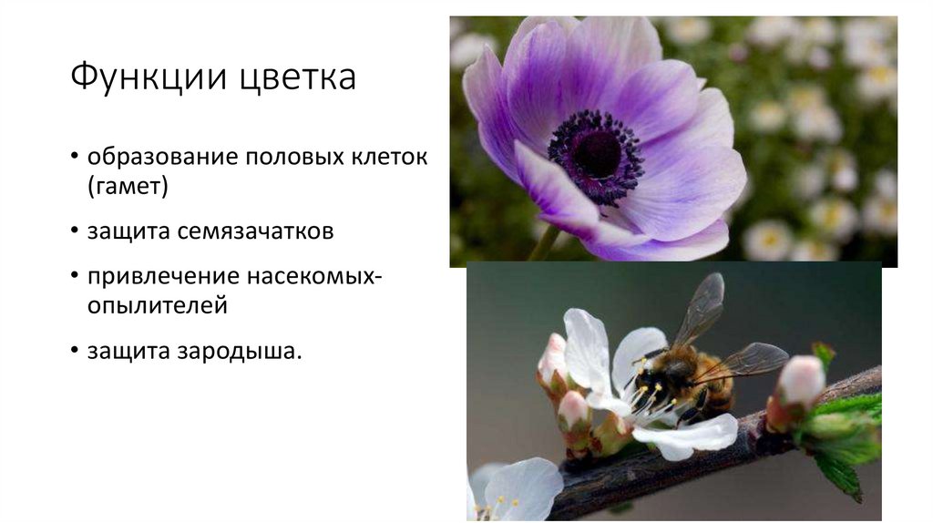 Функции цветка