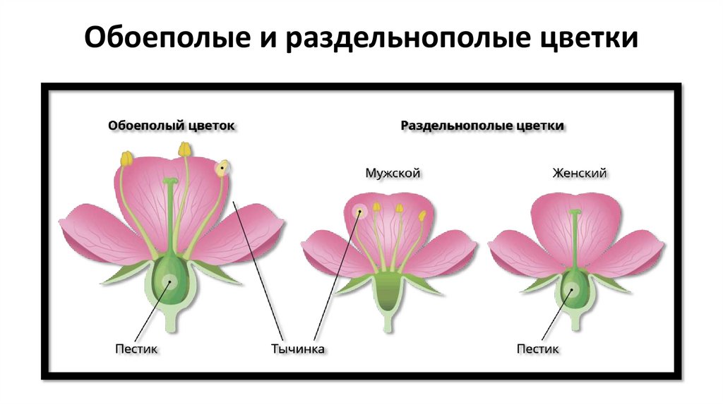 Обоеполые и раздельнополые цветки