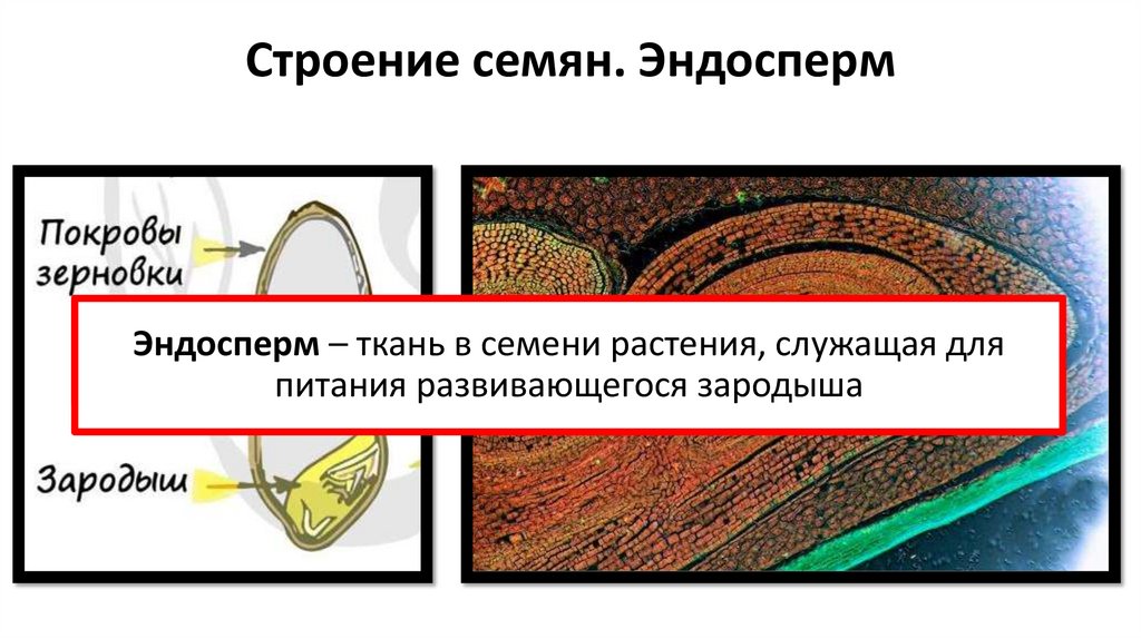 Строение семян. Эндосперм