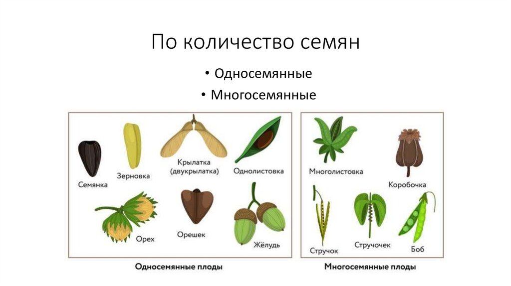 По количество семян