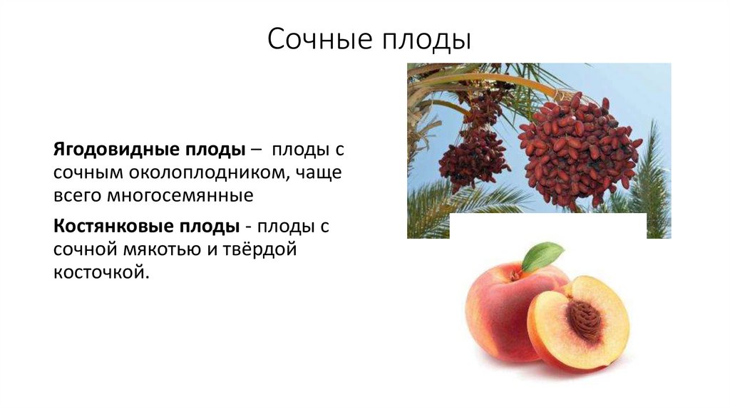 Сочные плоды