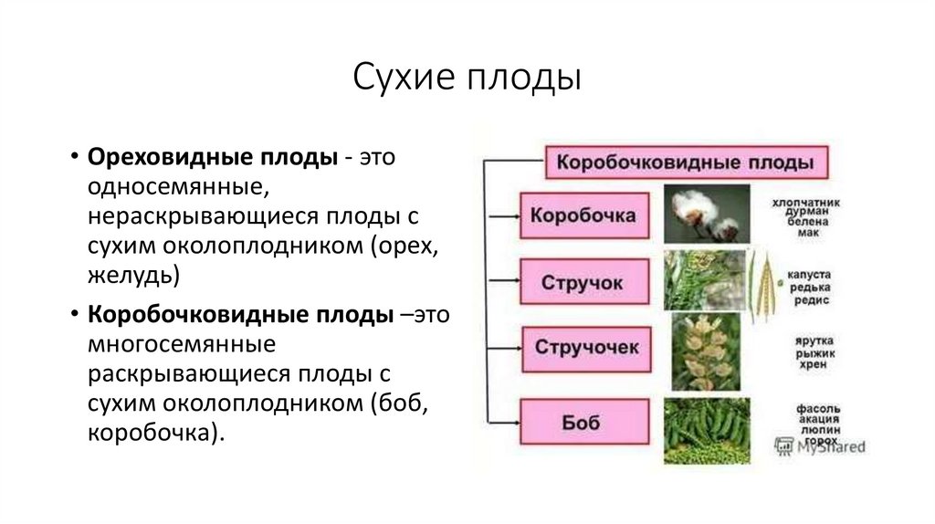 Сухие плоды