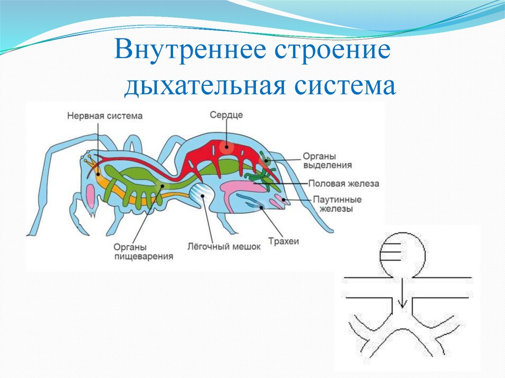 Внутреннее строение дыхательная система