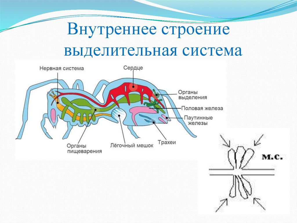 Внутреннее строение выделительная система