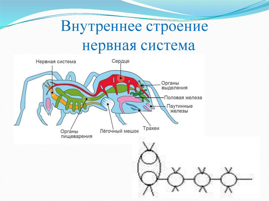 Внутреннее строение нервная система