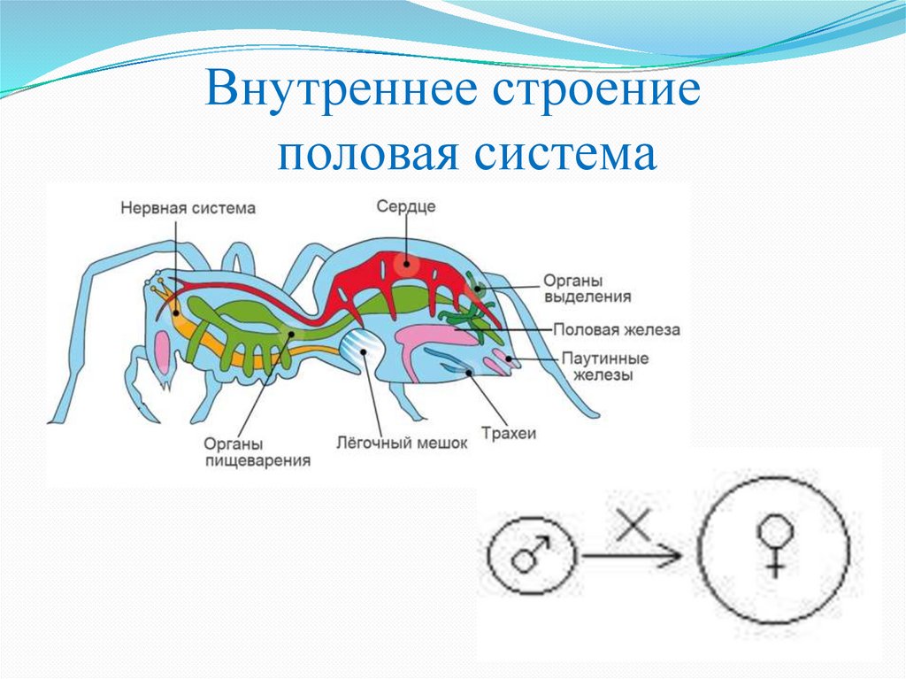 Внутреннее строение половая система