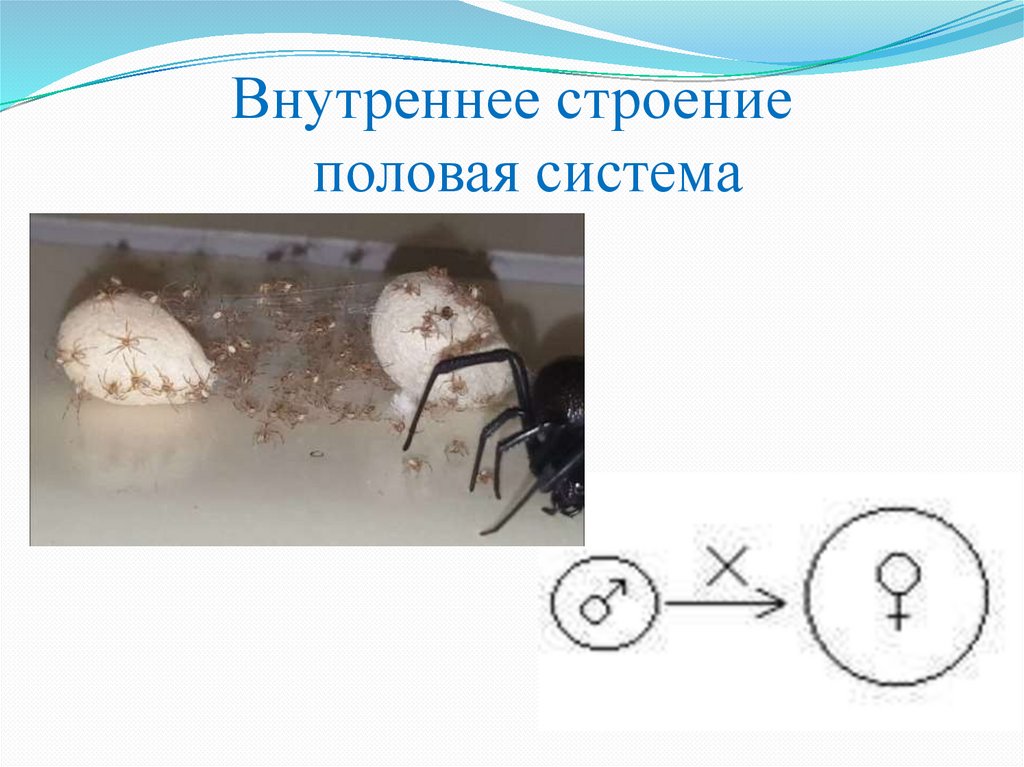 Внутреннее строение половая система