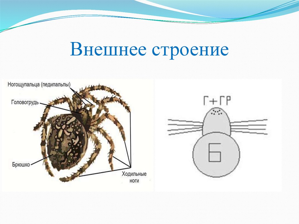 Внешнее строение