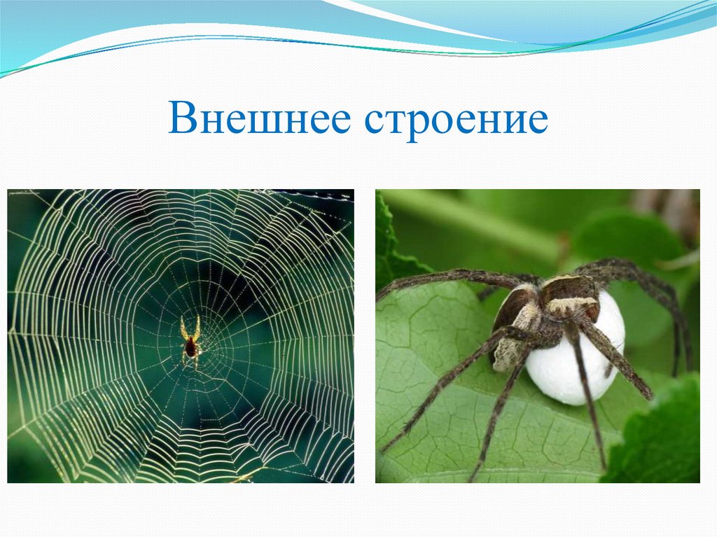 Внешнее строение