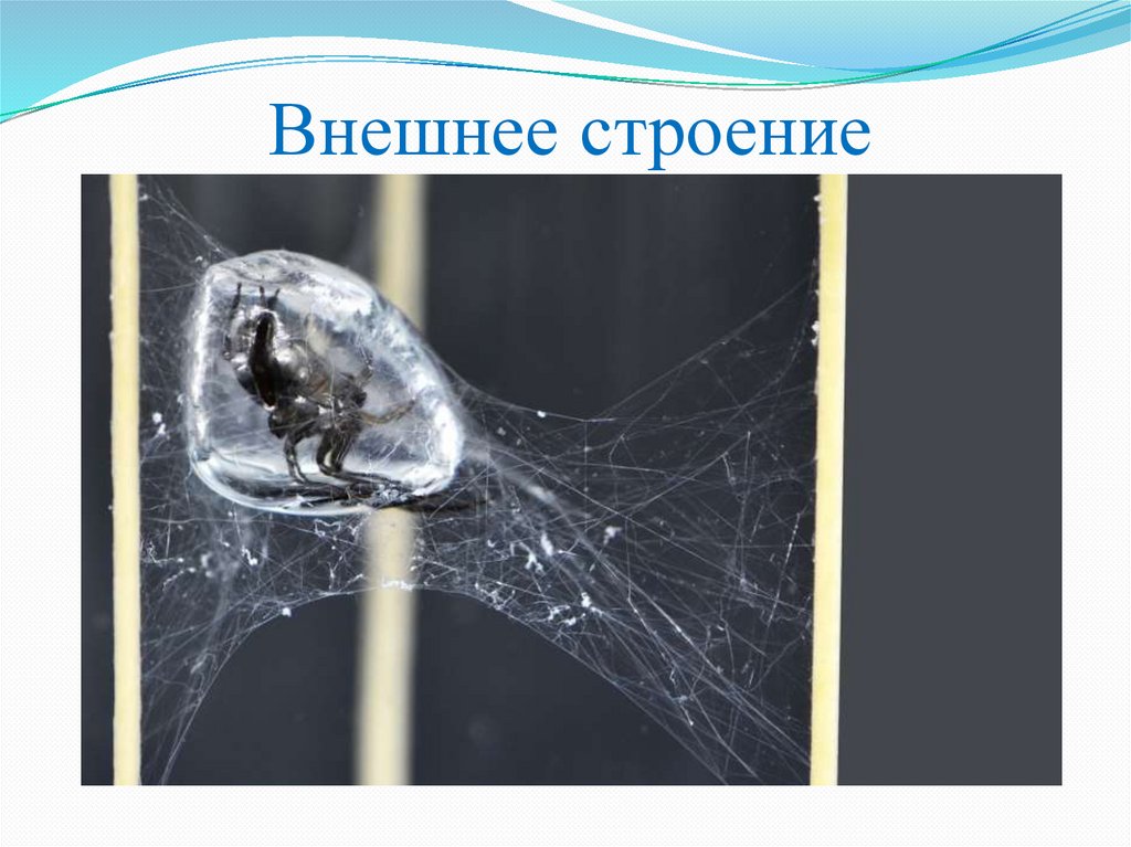 Внешнее строение