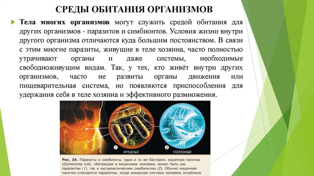 СРЕДЫ ОБИТАНИЯ ОРГАНИЗМОВ