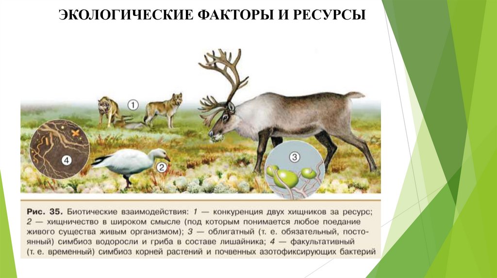 ЭКОЛОГИЧЕСКИЕ ФАКТОРЫ И РЕСУРСЫ