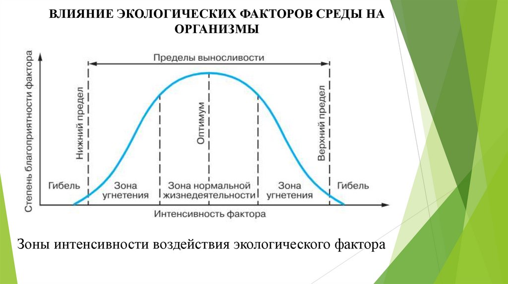 ВЛИЯНИЕ ЭКОЛОГИЧЕСКИХ ФАКТОРОВ СРЕДЫ НА ОРГАНИЗМЫ
