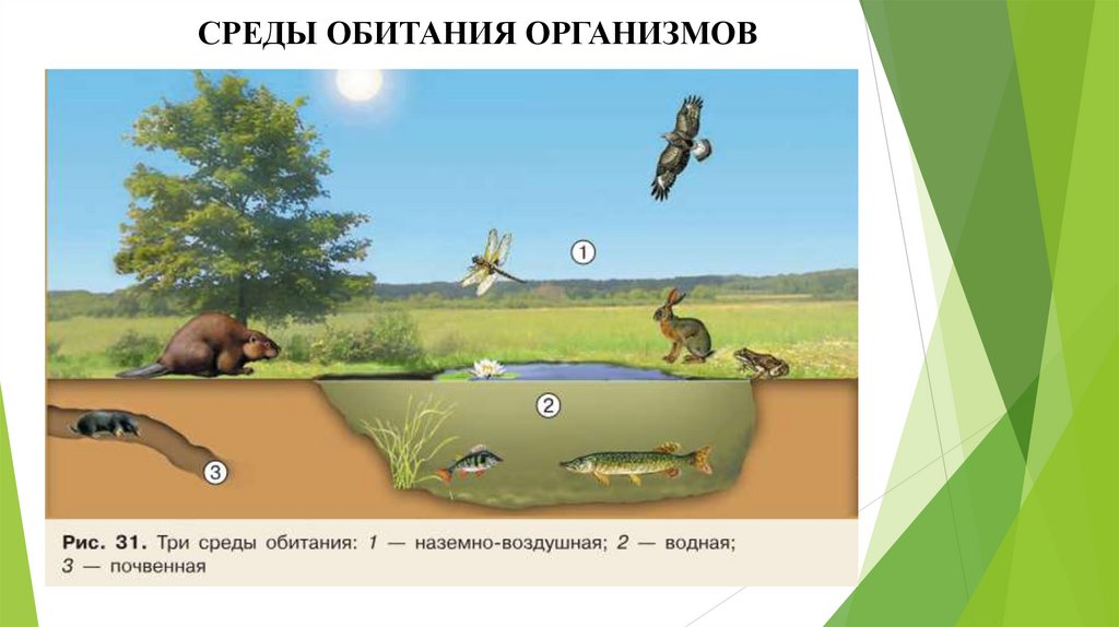 СРЕДЫ ОБИТАНИЯ ОРГАНИЗМОВ