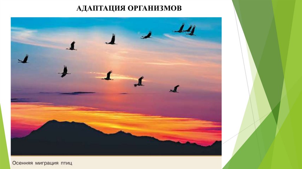 АДАПТАЦИЯ ОРГАНИЗМОВ