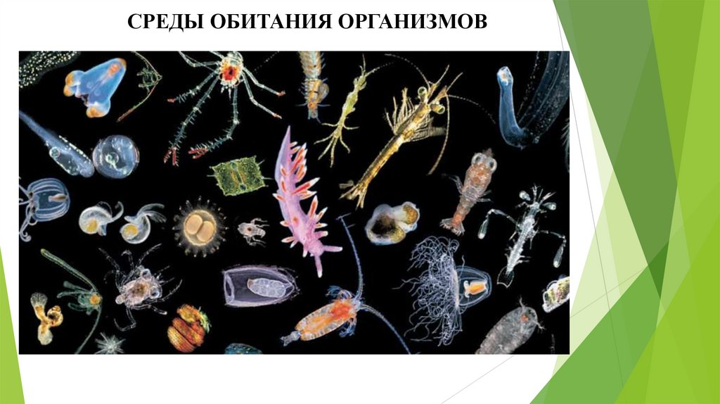 СРЕДЫ ОБИТАНИЯ ОРГАНИЗМОВ