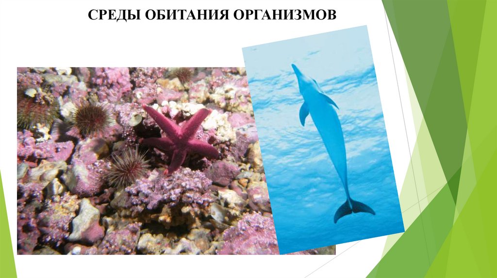 СРЕДЫ ОБИТАНИЯ ОРГАНИЗМОВ