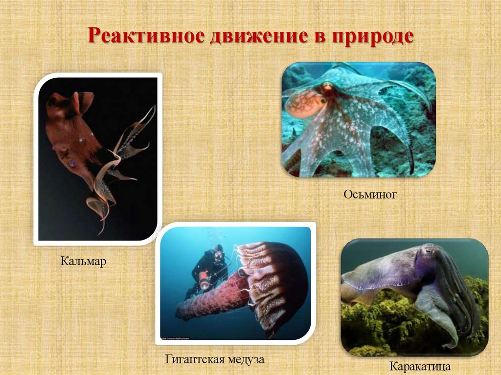 Реактивное движение в природе