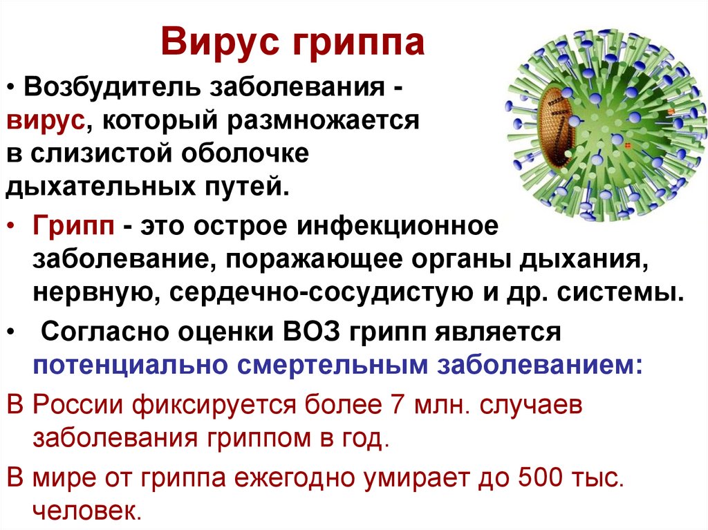 Вирус гриппа