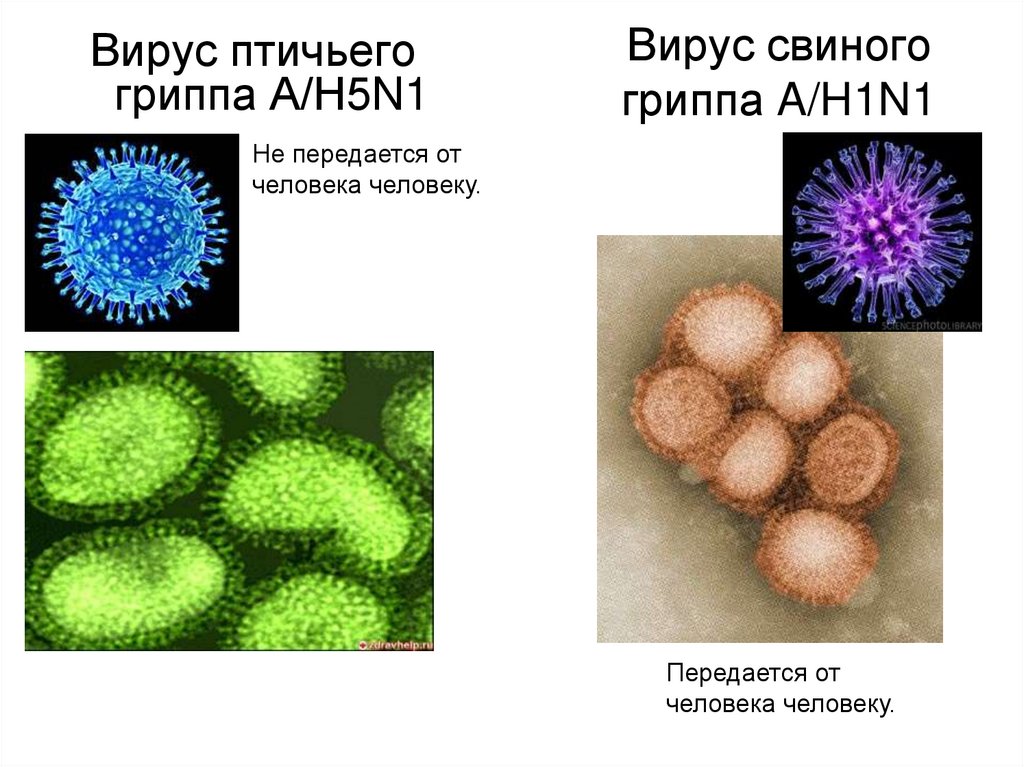 Вирус свиного гриппа A/H1N1