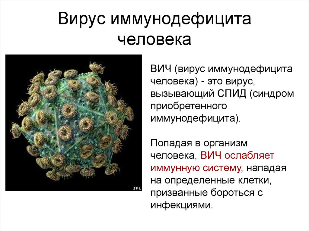 Вирус иммунодефицита человека