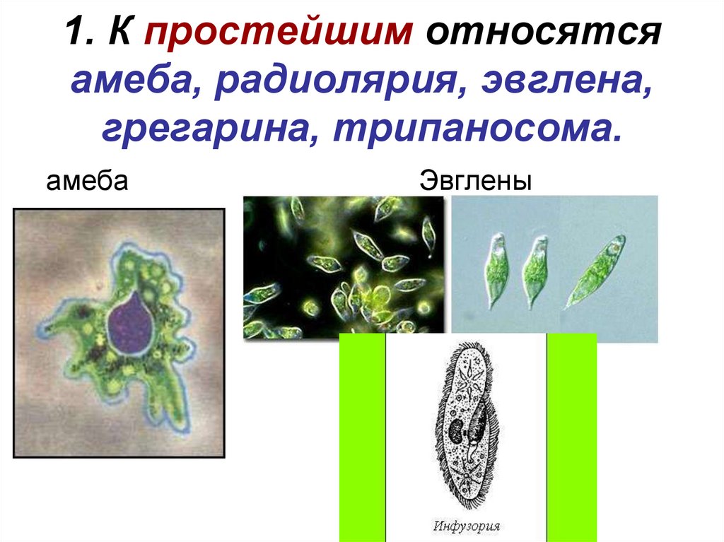 1. К простейшим относятся амеба, радиолярия, эвглена, грегарина, трипаносома.