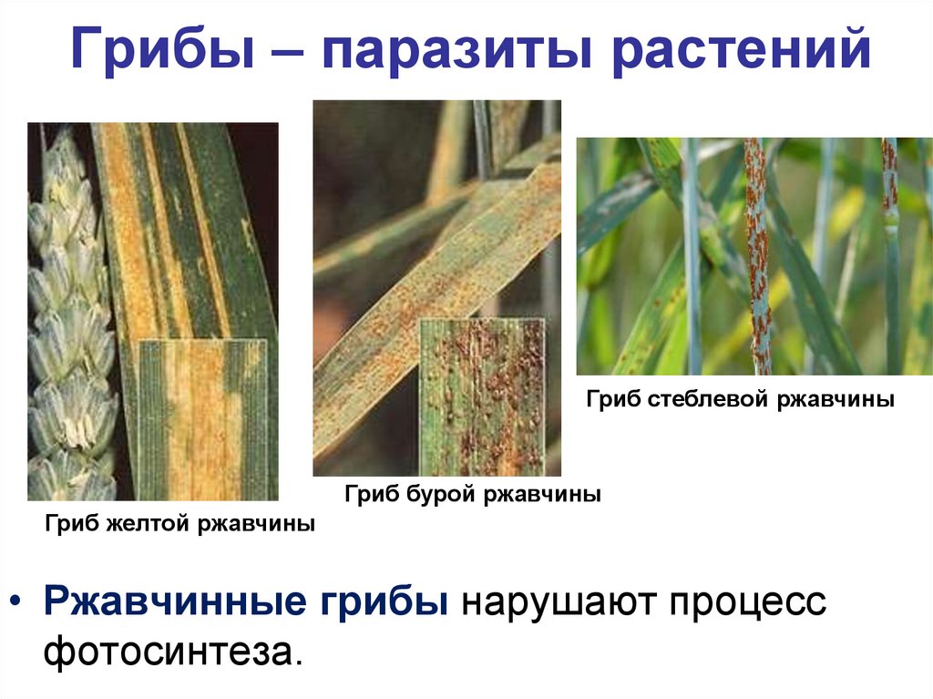 Грибы – паразиты растений