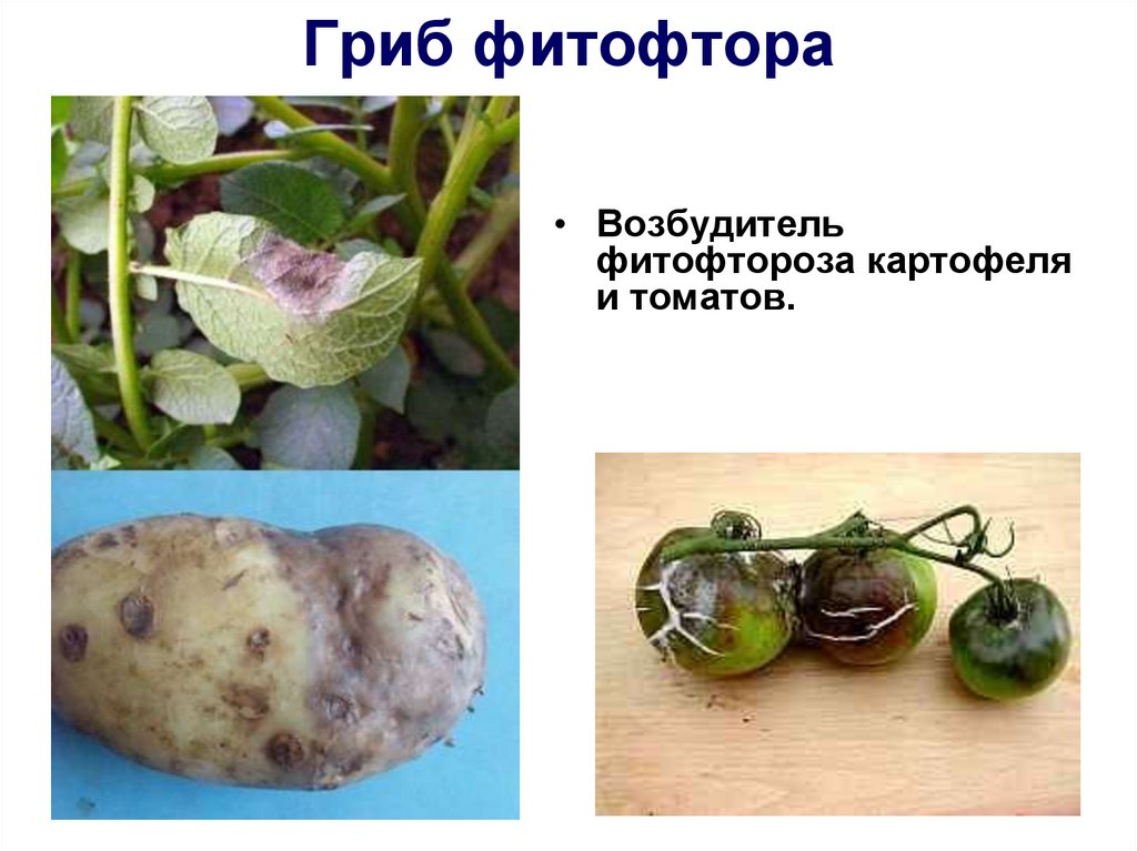 Гриб фитофтора