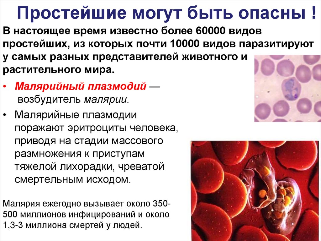 Простейшие могут быть опасны !