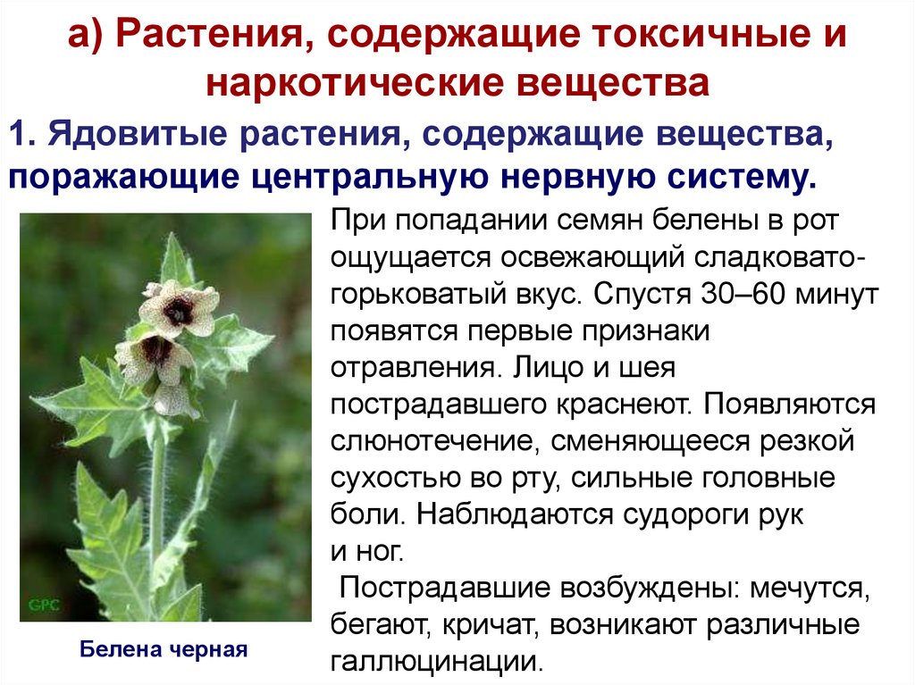 а) Растения, содержащие токсичные и наркотические вещества