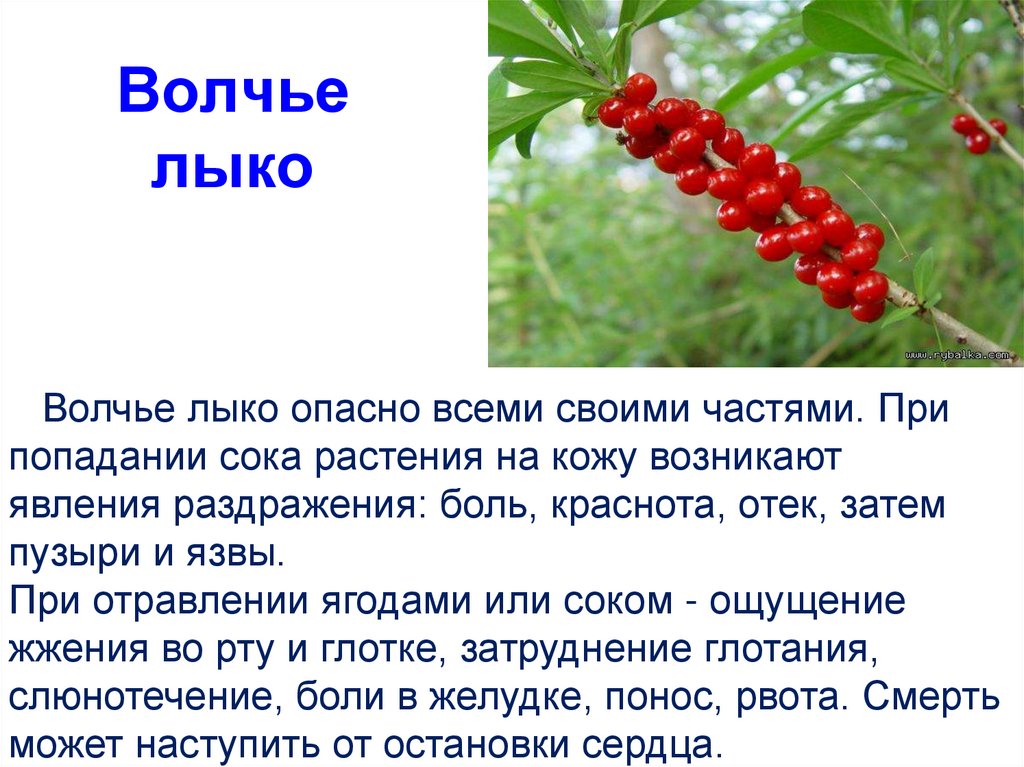 Волчье лыко