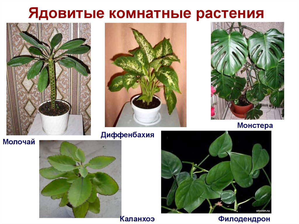 Ядовитые комнатные растения