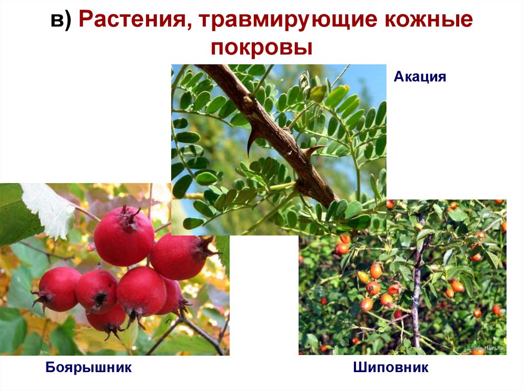 в) Растения, травмирующие кожные покровы