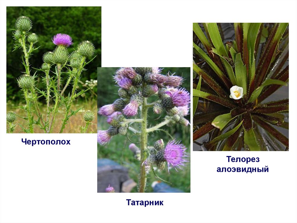 Телорез алоэвидный