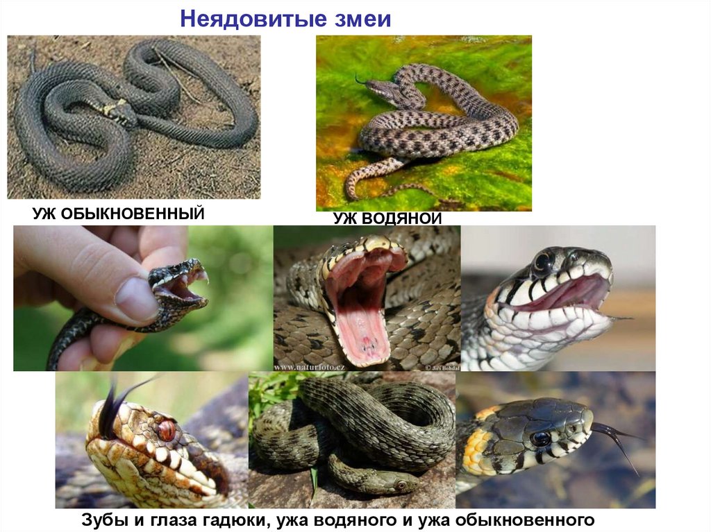 Неядовитые змеи
